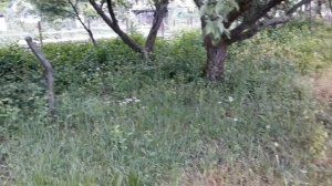 Уничтожаем сорняк. Гербицид Ураган Форте