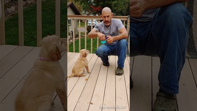 Puppy 101 - video 1 (charging the clicker) смотреть онлайн