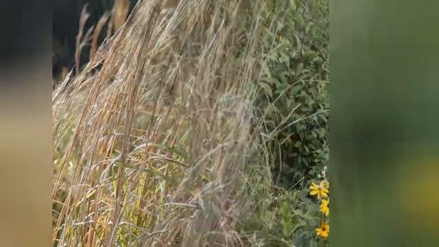 БОРОДАЧ (ANDROPOGON) сем. Злаки смотреть онлайн