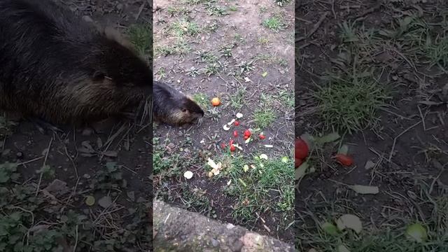 Ондатра | Muskrat | ВЫДРА смотреть онлайн