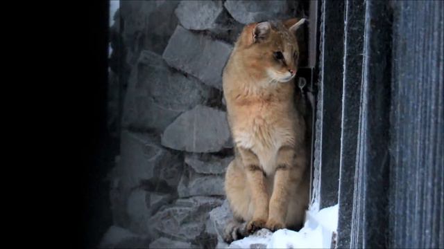 Камышовый и дальневосточный кот. 27.01.21 г.