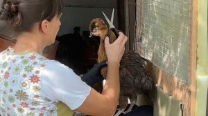 Чубатые Куры и Чубатые Цыплята Особенности их Содержания