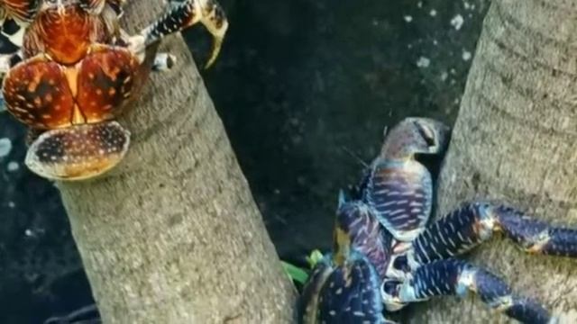 Краб - воришка смотреть онлайн