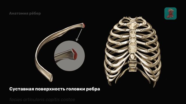Анатомия рёбер | Типичное строение рёбра