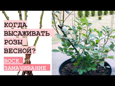КОГДА САЖАТЬ РОЗЫ ВЕСНОЙ ВОСК _ЗАМАЧИВАНИЕ _ СРОКИ(1).mp4 смотреть онлайн