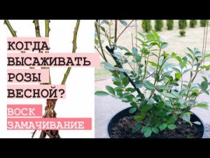 КОГДА САЖАТЬ РОЗЫ ВЕСНОЙ ВОСК _ЗАМАЧИВАНИЕ _ СРОКИ(1).mp4