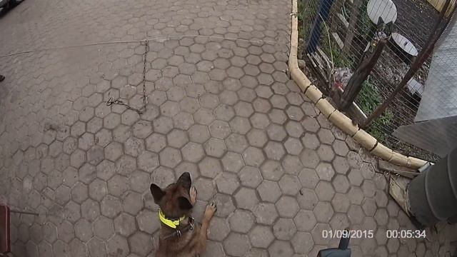 Малинуа Самурай охрана и послушание смотреть онлайн