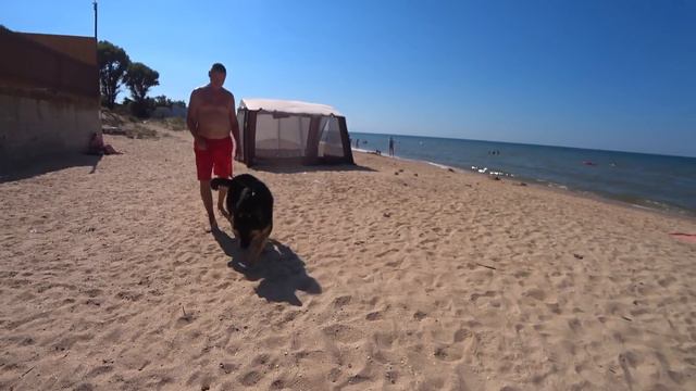 Отдых на море с собакой смотреть онлайн