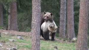 Brown bears mating in Finland, spring 2009