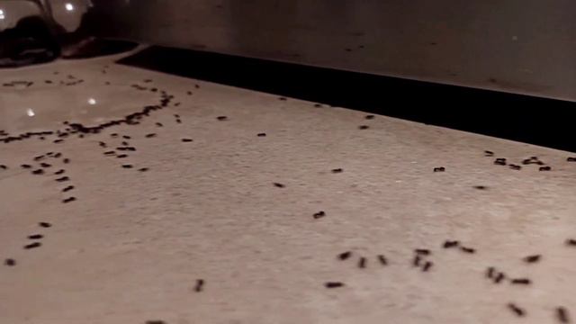 Я СОЗДАЛ МУРАВЬИНУЮ СПИРАЛЬ СМЕРТИ! смотреть онлайн