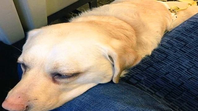 На собаку поводыря повесили скрытую камеру. Люди АХНУЛИ, увидев, что она сняла...