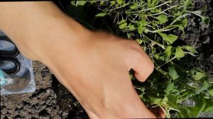 Арабис альпийский от посева до цветения.