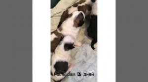 Щенки Московской сторожевой 2021