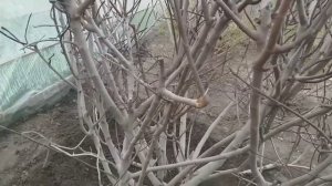 ИНЖИР ВЕСНОЙ. РАСКРЫТИЕ ПОСЛЕ ЗИМЫ