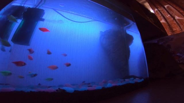 Глофиш (GloFish) – фантастическое свечение