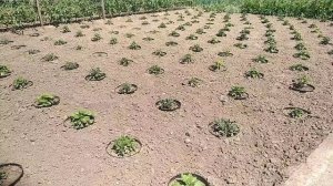 Хризантема мультифлора -Выращивание в горшках