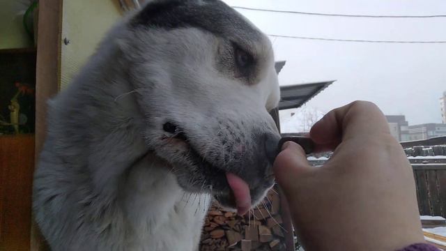 Алабай пробует конфету! Слюни рекой! смотреть онлайн