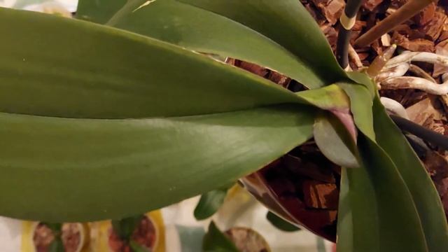 Эпин. Как и в каких случаях применять на орхидеях... смотреть онлайн