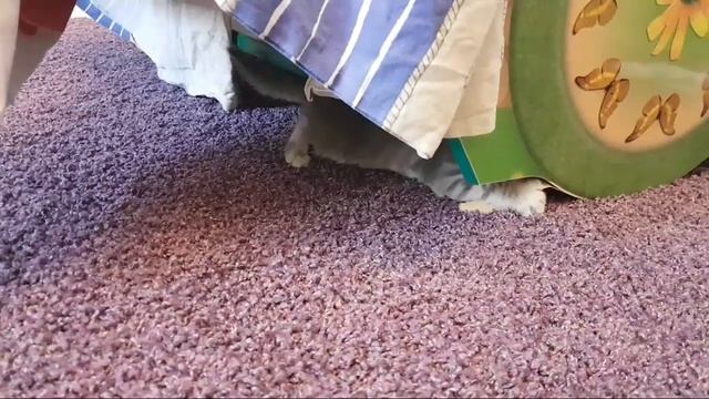 Готовимся к поездке с МАЛЕНЬКИМ КОТЕНКОМ прямой эфир. Что Мы Покупаем В Зоомагазине Котенку Максу смотреть онлайн