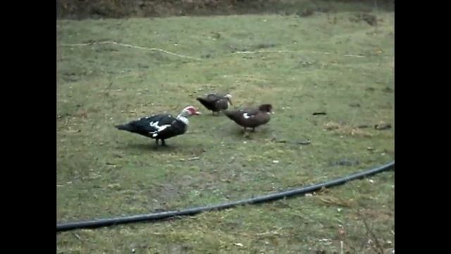 Что Сделать, Чтобы Утки Не Кричали. смотреть онлайн