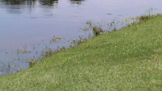 № 44 США. Уход за прудом. Чтобы пруд не цвёл. USA. Care of a lake. Lake maintenance смотреть онлайн