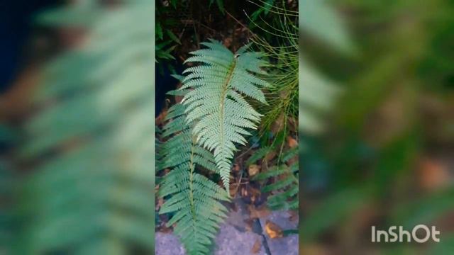 Папоротник волшебство исполняет желания 🌞🌿 смотреть онлайн