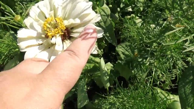 Болталка: Прогуляли все дачные работы в этом году ? не хотим копать, хотим путешествовать! #garden смотреть онлайн