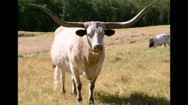 ЛОНГХОРН    Longhorns