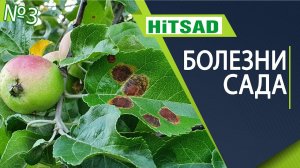 Самые страшные болезни яблони ✔️ плодовый сад с  хитсад тв