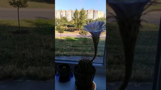 Кактус Эхинопсис трубкоцветный (лат. Echinopsis Tubiflora)  и фотоэволюция развития его цветка. 202