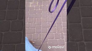 Левретка в городе.