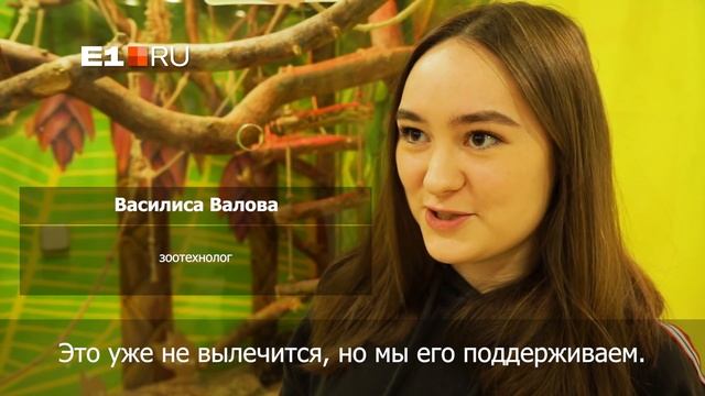 На Урале спасли капуцина со стеклянными костями, который не мог ходить смотреть онлайн
