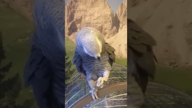 Говорящий попугай разговаривает и поёт. смотреть онлайн