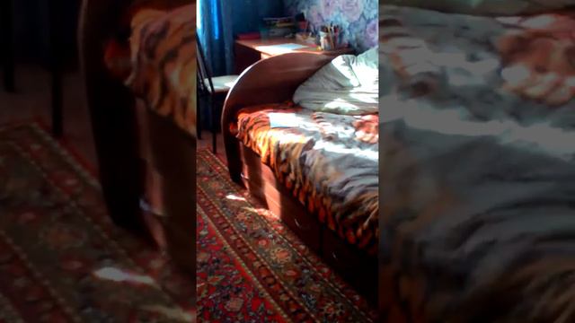 Египетский кот . Он пришел? смотреть онлайн