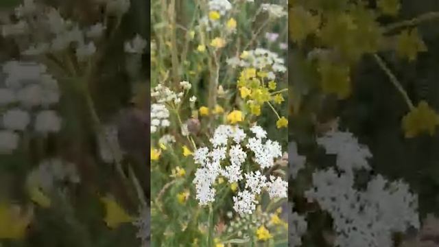 Разнотравье Сибири...Мятлик луговой, василёк луговой,кашка полевая... смотреть онлайн