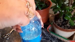 Это СРЕДСТВО поможет от ЩИТОВКИ! Щитовка на денежном дереве. Толстянка. Крассула