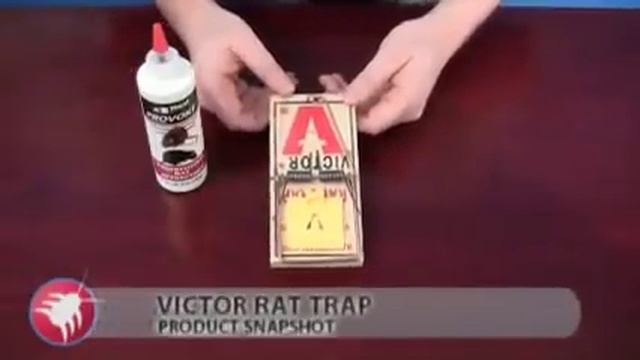 How to Set a Victor Professional Rat Trap смотреть онлайн