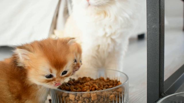 There are no rules for kittens ? Eating Food in a Bowl ?❤️ | Day 26 | Perikızı Golden Kitten Vlog смотреть онлайн