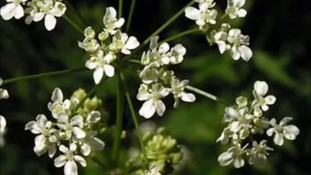 Ядовитые растения смотреть онлайн