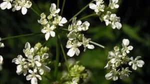 Ядовитые растения