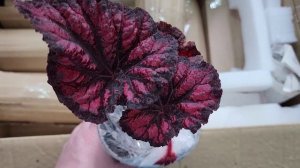 Получила декоративнолиственные бегонии с Авито. Обзор бегоний.