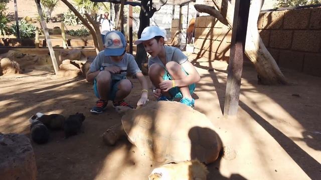 Monkey Park Tenerife, Part 1/ Манки парк или Парк Обезьян Тенерифе, Часть 1 смотреть онлайн