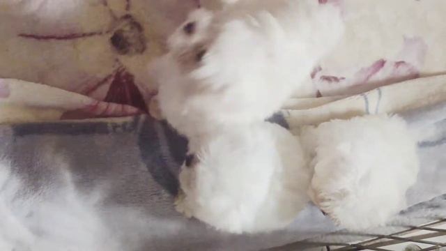 Девочки Мальтийской болонки 2 месяца #мальтийскаяболонка #malteser #welpensalzburg #pyrozhukoksana смотреть онлайн