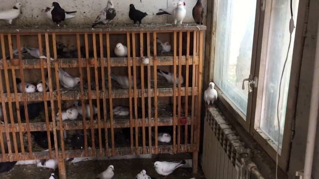 #Pigeon.И за чего голуби разбивают крылья в кровь. смотреть онлайн