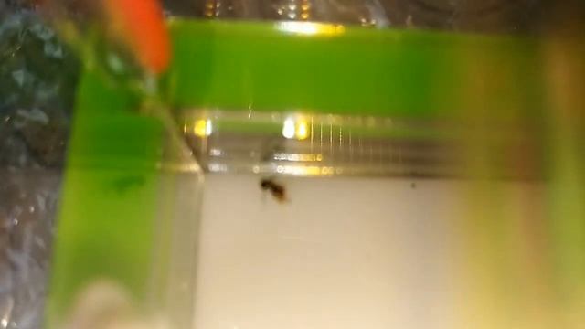 БИТВА МУРАВЬЁВ! Lasius niger vs lasius flavus смотреть онлайн