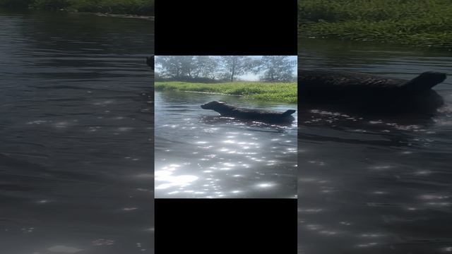 Последние дни лета#канекорсо #canecorso