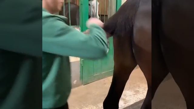 Один из вариантов завязывания хвоста лошади смотреть онлайн