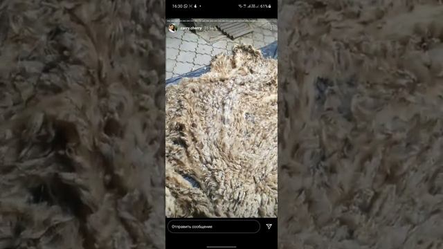 Шерсть Северо-кавказской мясошерстной породы овец. Приятный отзыв от Галины смотреть онлайн