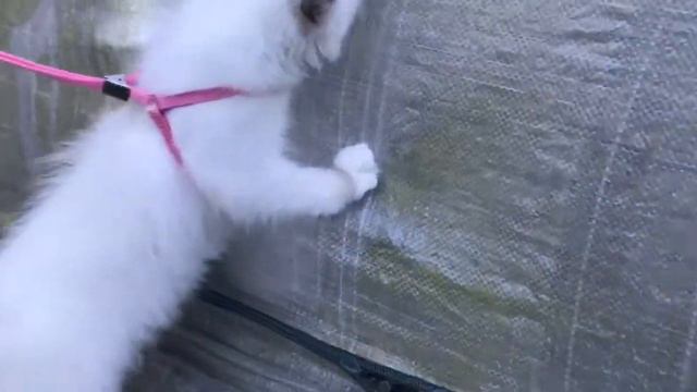 Ragdoll - И снова на улице - продолжение исследования окружающей среды котенком рэгдолл