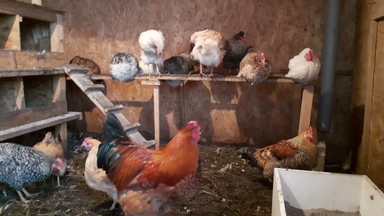 утром в курятнике.... смотреть онлайн